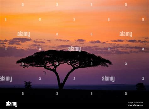 Silhouette Of Umbrella Thorn Tree Acacia Tortilis Subspecies