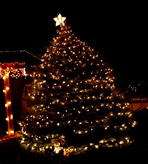 Christmas Tree With White Lights Picture Free Photograph Photos