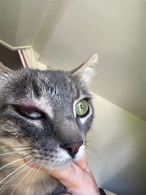 Cat Eye Swollen Hard Lump Above Eye Swelling Eye Shut 2 Days Ago