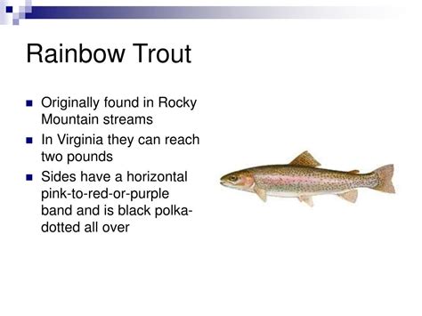 Ppt Freshwater Fish Of Virginia Powerpoint Presentation Free