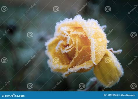 Frozen Rose Stock Image Image Of Celebration Valentine 162325865
