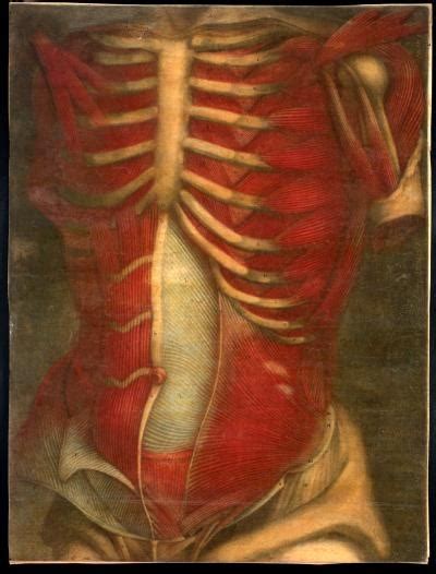 The major abdominal muscles include the transverse abdominals, the rectus abdominis, and the external and internal oblique muscles. 83 best Anatomy images on Pinterest