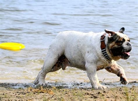 Even with life vests, they have trouble keeping their charming little noses above the water. Can Bulldogs Swim? - Reasons They Sink & How to Prevent It