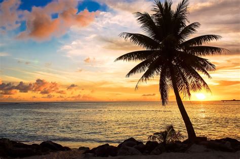 Sunset Nature Palm Trees Seascapes Wallpaper