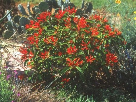 Firebush Scarlet Bush Ground Cover Plants Evergreen Shrubs Herb Hot