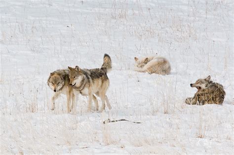 Yellowstone Wolf Pups Playing With Alphas Yellowstone Wyoming