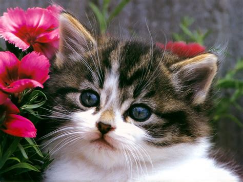 See more ideas about cats and kittens, cats, kittens. Wallpaper Gallery: Cat & Kittens Wallpaper -3