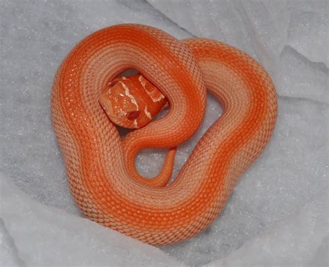 Purpleline Albino Superconda Pretty Snakes Cool Snakes Beautiful