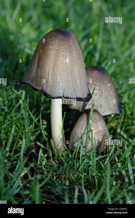 Inky Cap Mushroom Identification All Mushroom Info