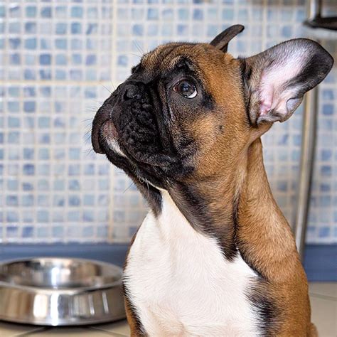 Show your french bulldog the spot you want him/her to defecate until they becomes familiar with the place. French Bulldog's feeding schedule - French Bulldog Breed
