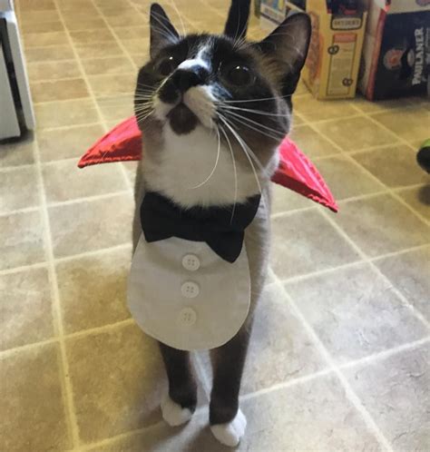 Diy Cat Costumes Popsugar Smart Living Cat Costumes Halloween