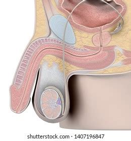 Male Reproductive System Sagittal Section View Stock Illustration Shutterstock
