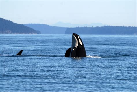 Whats Killing Killer Whales Pathology Reports On More Than 50 Killer