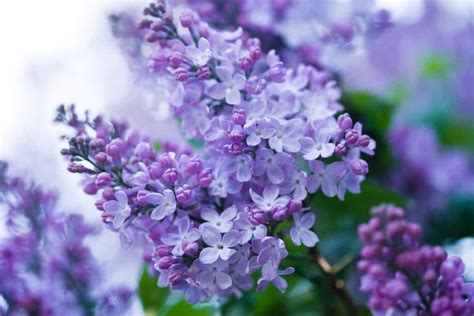Lilac A Flower With True Flavor