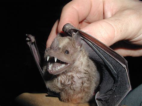 44 Weirdest Looking Bat Species That Are Harmless To Humans Success