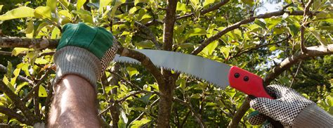 6 Commonly Used Tree Pruning Tools Dreamworks Tree Services