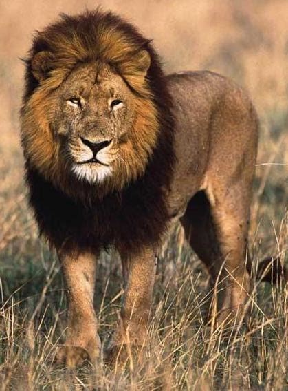 We did not find results for: ANIMALES FOTOS DIBUJOS IMAGENES: FOTOS DE LEONES (LEON, LEONA)