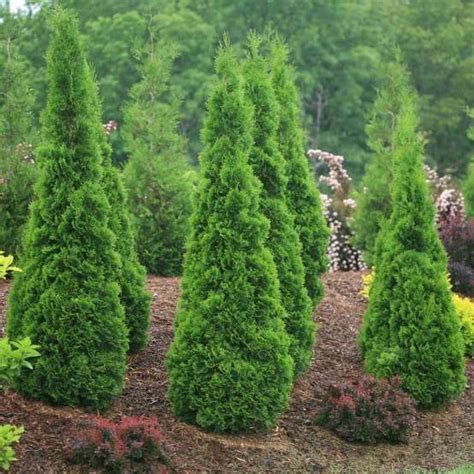 Full Speed A Hedge American Pillar Thuja Spring Meadow Wholesale