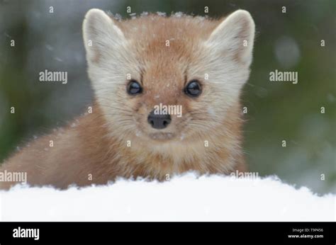 American Marten Martes Americana Aka American Pine Marten Peeking