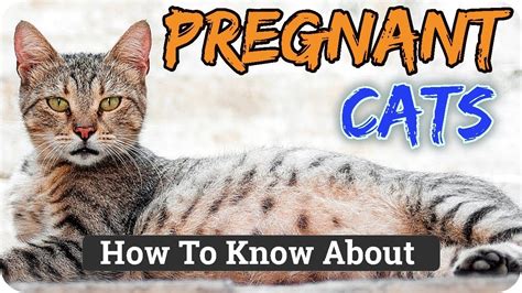 Pregnant Cat Signs How To Know If Your Cat Is Pregnant Hindiurdu