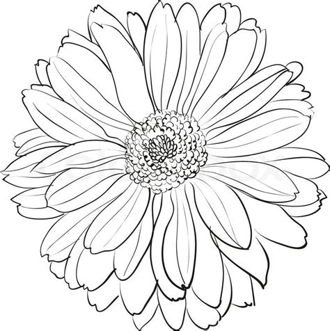 Chrysanthemum November Birth Flower For Rhea Flower Art Drawing