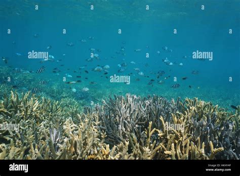 Healthy Coral Reef Underwater With A Shoal Of Fish Damselfish Chromis