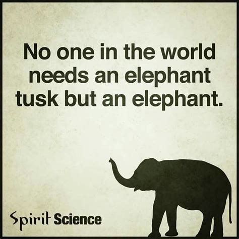 Please Save The Elephant Spirit Science Pretty Quotes Save The