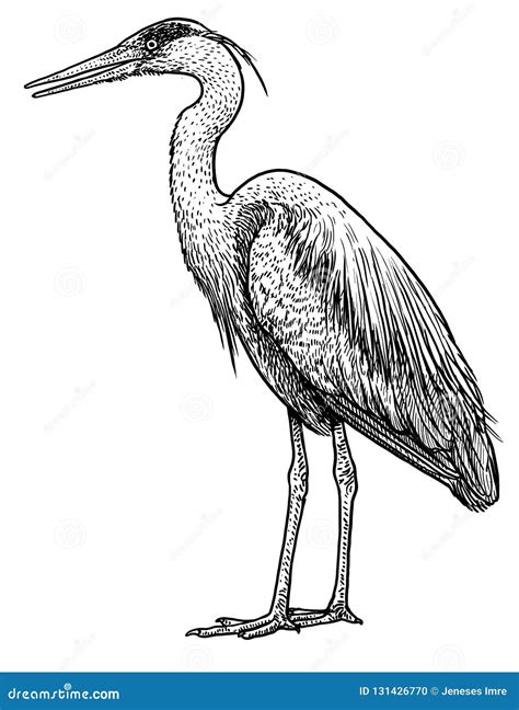 Grey Common Heron Illustration Drawing Engraving Ink Line Art