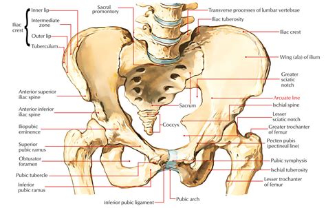 Pelvic Muscular Anatomy