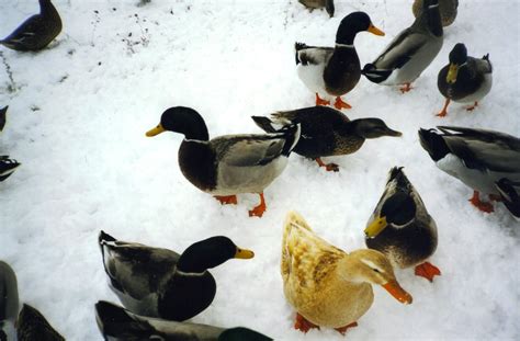 Ducks In The Snow Ducks In The Snow Tanasbrook Near Hill Flickr