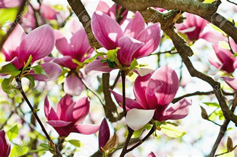 Magnolia Flowers Stock Photo Picture And Royalty Free Image Image