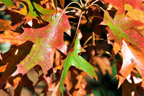 Scarlet Oak A Top 100 Common Tree In North America