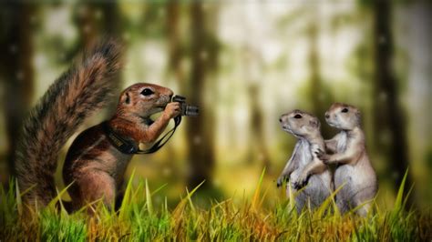 Funny Animals Squirrels Hd Desktop Wallpaper Widescreen High