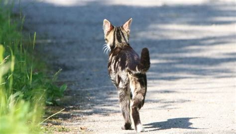 Canterbury Competition Removes Kids Feral Cat Hunt After Backlash From