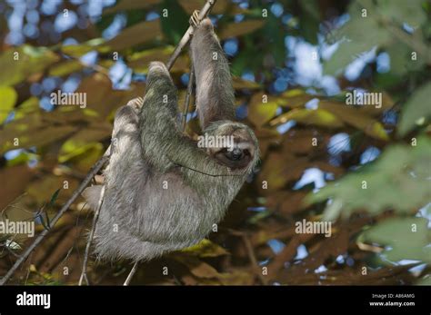 Brown Throated Three Toed Sloth Bradypus Variegatus Male Manuel Antonio National Park Central