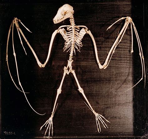 Bat Skeleton Bat Skeleton Animal Skeletons Skeleton