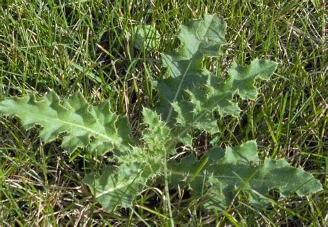 7 Common Canadian Weeds & How to Get Rid of Them | Aden Earthworks