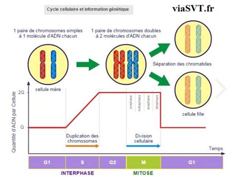 cycle cellulaire et information génétique SVT ère S Vive les SVT Les sciences de la vie et