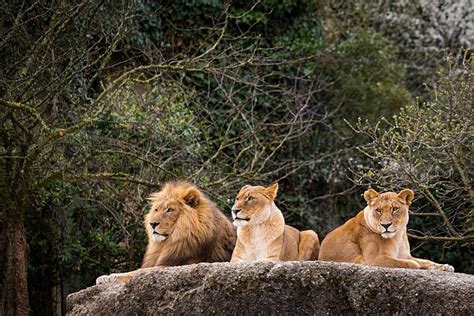 Best Pack Of Lions Stock Photos Pictures And Royalty Free Images Istock