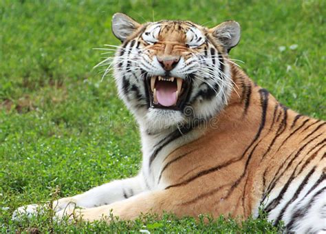 Siberian Tiger Making Funny Face Stock Photo Image Of Siberian