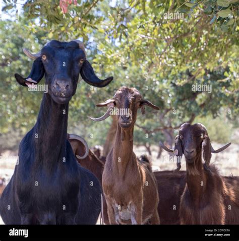 Three Goats Face Camera With A Curious Expression Stock Photo Alamy