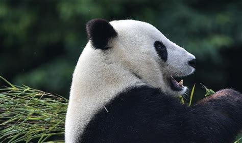 Giant Pandas Return To China After Years In Us Shine News