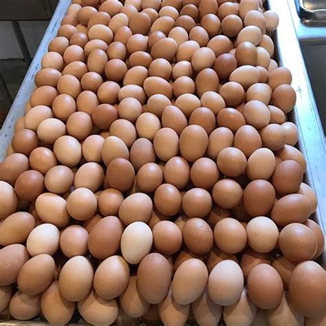Buy Bulk Fertilized Hatching Eggs At Wholesale Price Uk For Sale