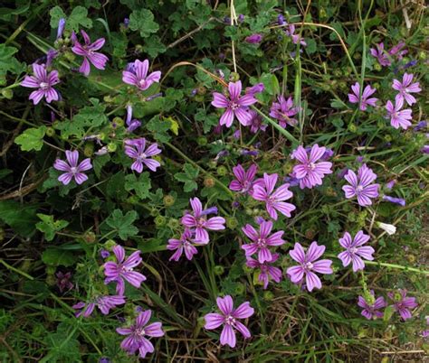 http://docteurbonnebouffe.com/fleurs-comestibles-liste/