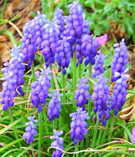 Grape Hyacinth Planting And Advice On How To Care For Muscari