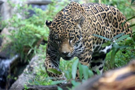 Costa Ricas Rarest Creatures And Where To Find Them Unique Animals