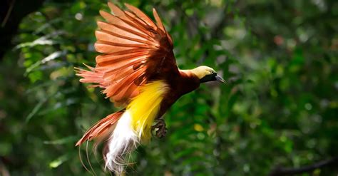 10 Facts About Birds Of Paradise Fact File