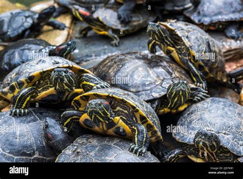 The Red Eared Slider Or Red Eared Terrapin Trachemys Scripta Elegans