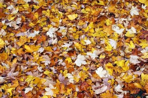 Herbstlaub Auf Dem Boden Ahornblätter Acer Spec Herbstliche