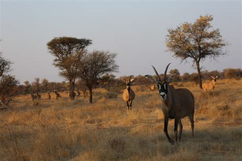 Ruaha National Park Safari Guide A Guide For East And Southern